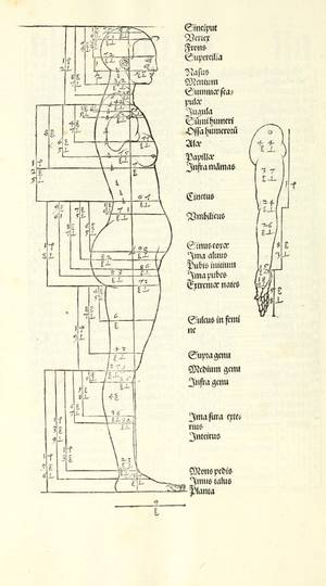 A Renaissance anatomical diagram of a female body in profile and a separate arm, annotated with a complex system of proportional measurements and Latin labels for various body parts.
