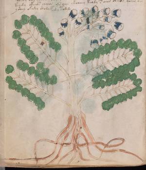 A full-page botanical illustration featuring a plant with several large compound leaves consisting of many small, rounded green leaflets. The central stem branches upward into a cluster of blue and white cup-shaped flowers or seed heads. The base of the plant shows a detailed, intertwined root system in a reddish-brown hue.