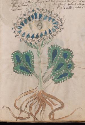 A botanical illustration of an unidentified plant. The central feature is a large, circular bloom with flame-like rays around the edge and a prominent central motif resembling a human eye, which contains three small characters. Below the flower are large, green, deeply lobed leaves with blue semi-circular centers. The root system consists of several long, tapering, intertwined brown roots.